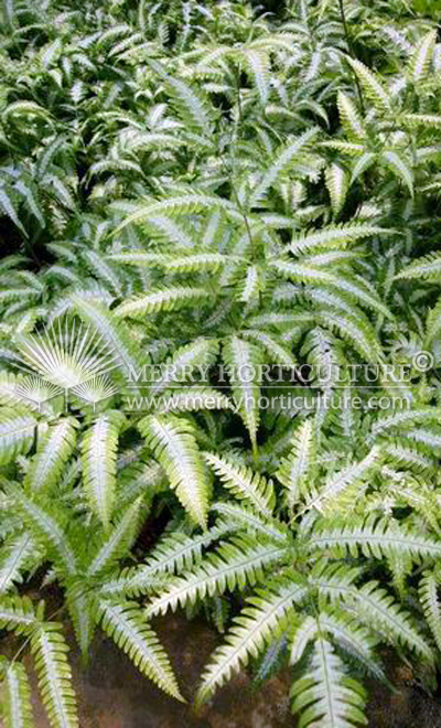 Pteris cretica